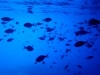 Immersione nella Grotta Azzurra